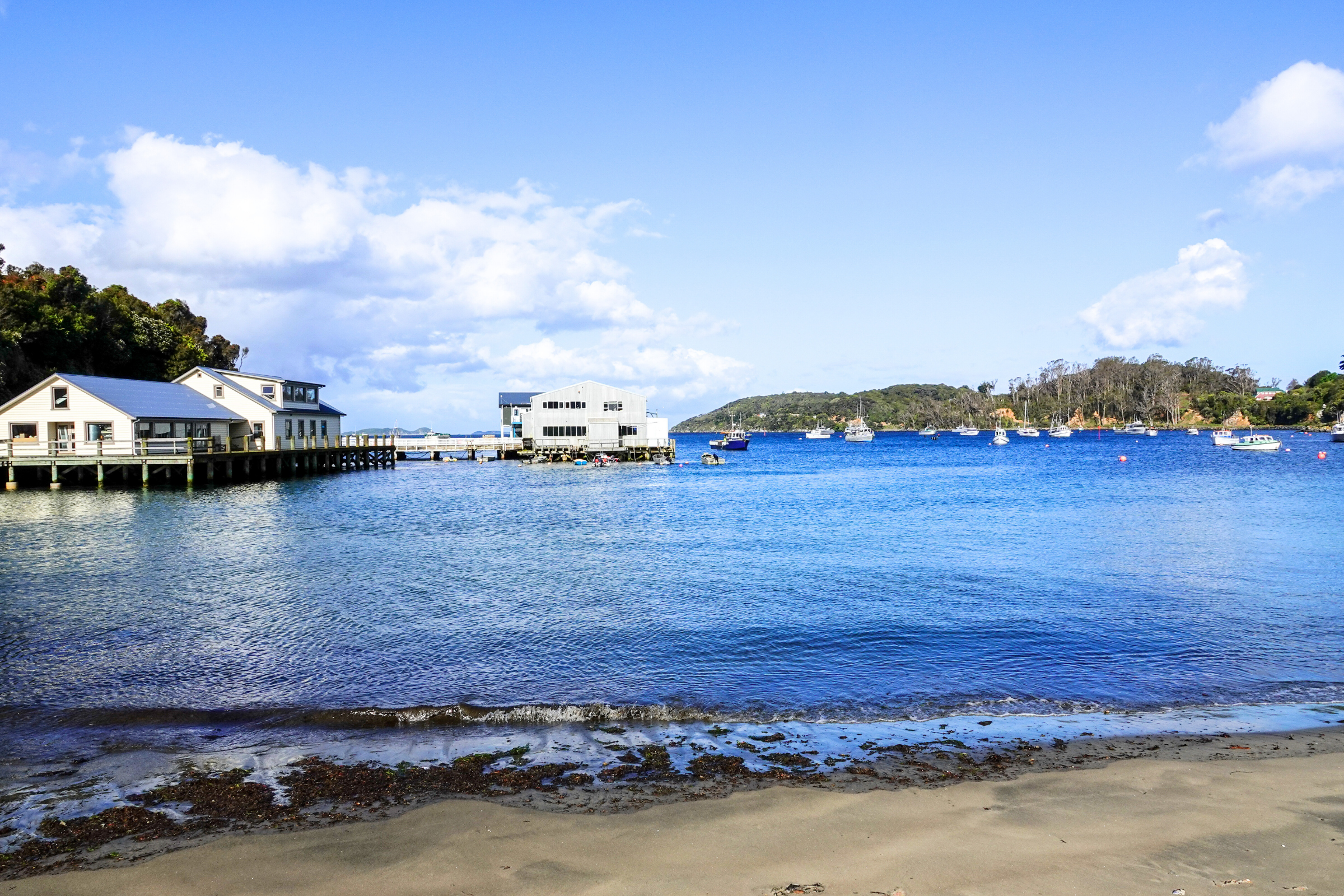 paterson inlet, stewart island (3).webp